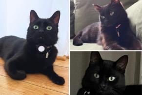 Avviso scomparsa Gatto Maschio, 4 anni Lille Francia