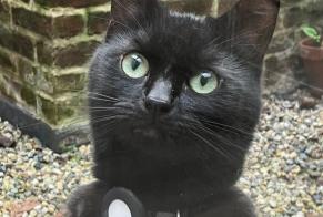 Avviso scomparsa Gatto Maschio, 4 anni Lille Francia