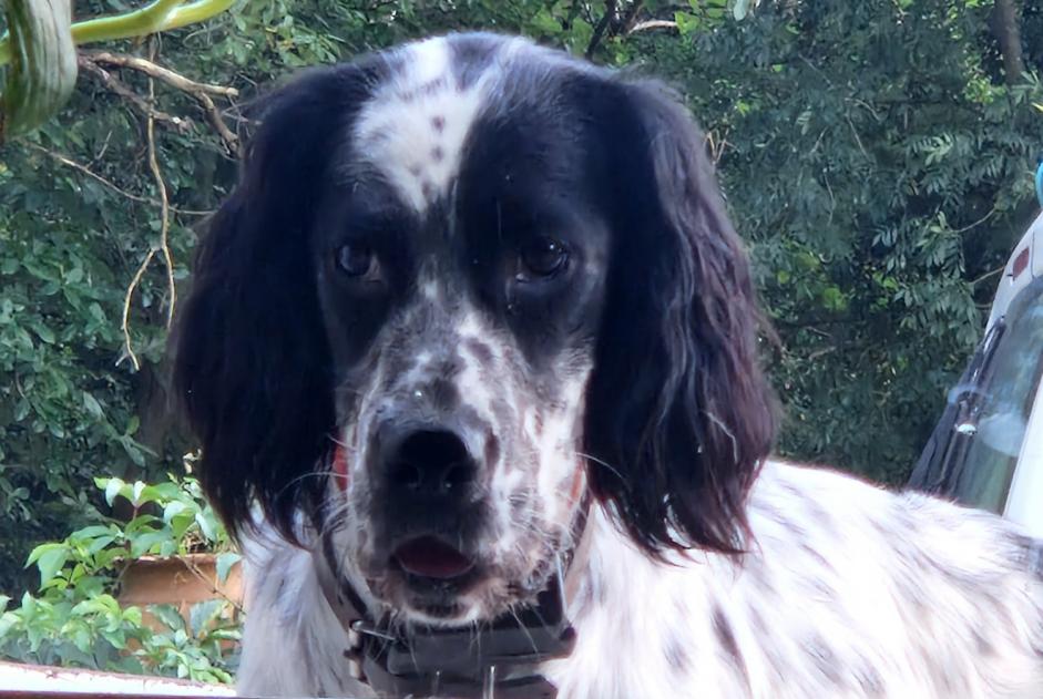Avviso scomparsa Cane  Femmina , 2 anni Saint-Barthélemy-de-Vals Francia