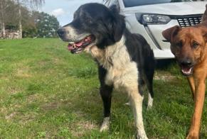 Avviso Ritrovamento Cane Maschio Saint-Pierre-en-Auge Francia