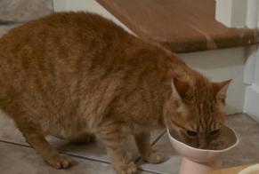 Avviso scomparsa Gatto Femmina, 8 anni Saint-Antoine-du-Rocher Francia