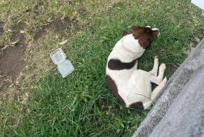 Avviso Ritrovamento Cane Maschio Sainte-Anne Francia
