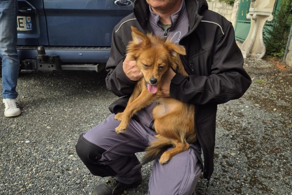 Avviso Ritrovamento Cane incrocio di razze Maschio , 2 anni Villeneuve-sur-Lot Francia