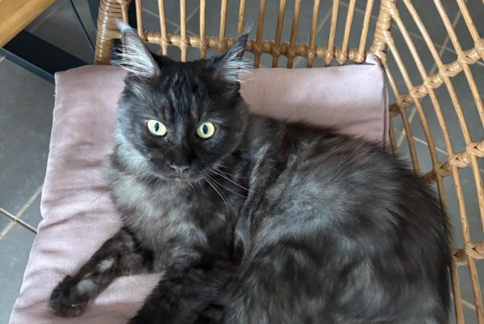 Avviso scomparsa Gatto  Maschio , 1 anni Noyelles-Godault Francia