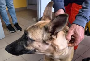 Avviso Ritrovamento Cane Femmina Nanteuil Francia