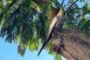 Avviso Ritrovamento Uccello Non conosciuta Sainte-Marie-la-Mer Francia