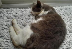 Avviso Ritrovamento Gatto Maschio, 4 anni Quernes Francia