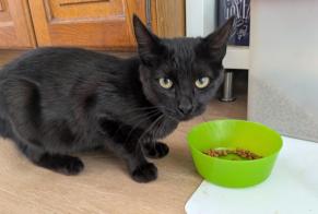 Avviso Ritrovamento Gatto Femmina Pouzauges Francia