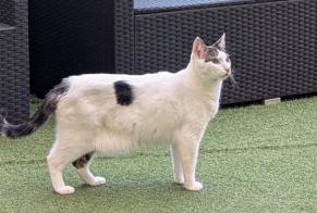 Avviso scomparsa Gatto Maschio, 7 anni Lyon Francia