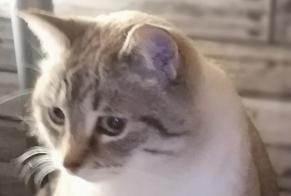 Avviso scomparsa Gatto incrocio di razze Femmina, 10 anni Pouzauges Francia