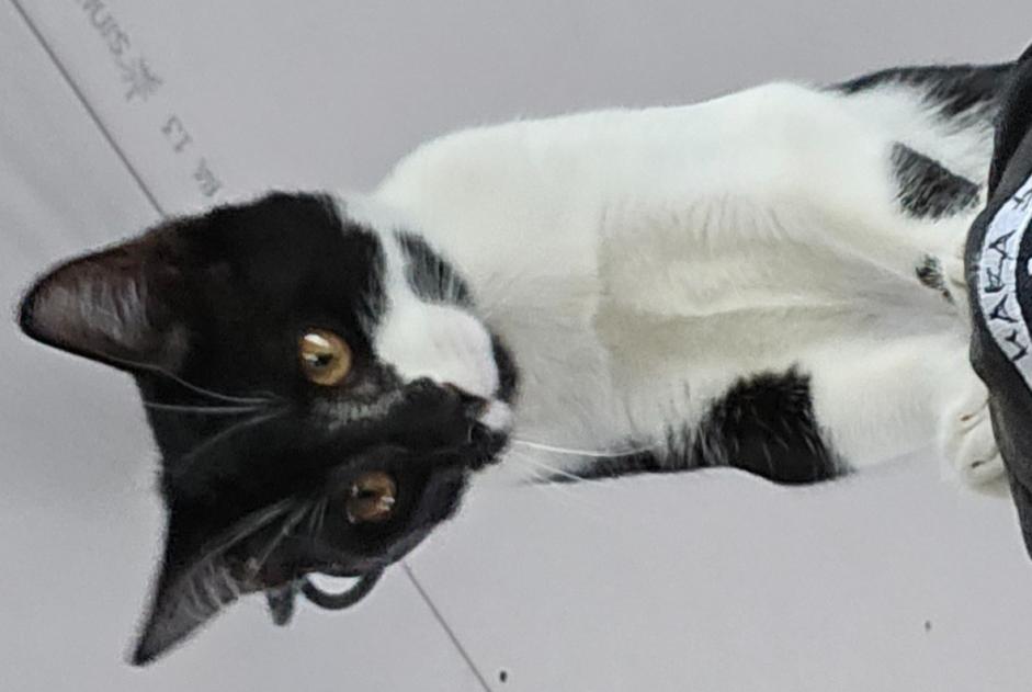 Avviso scomparsa Gatto incrocio di razze Maschio , 0 anni Flancourt-Crescy-en-Roumois Francia