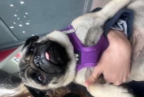 Avviso Ritrovamento Cane Femmina Charenton-le-Pont Francia