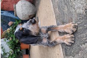Avviso scomparsa Cane Femmina, 4 anni Arles-sur-Tech Francia