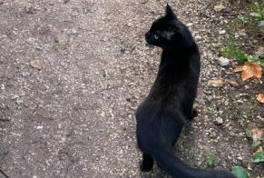Avviso Ritrovamento Gatto Non conosciuta Angoulême Francia
