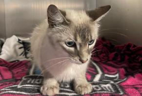 Avviso Ritrovamento Gatto Maschio, 3 anni Cenon Francia