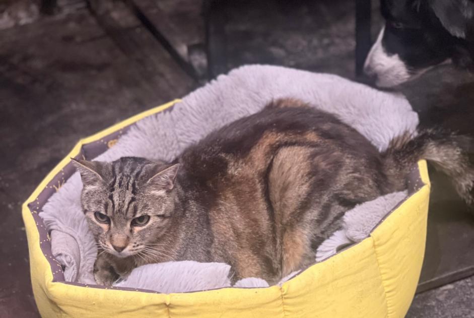 Avviso scomparsa Gatto Maschio , 11 anni Saint-Jean-de-Liversay Francia