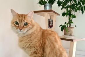 Avviso scomparsa Gatto Maschio, 12 anni Toulouges Francia