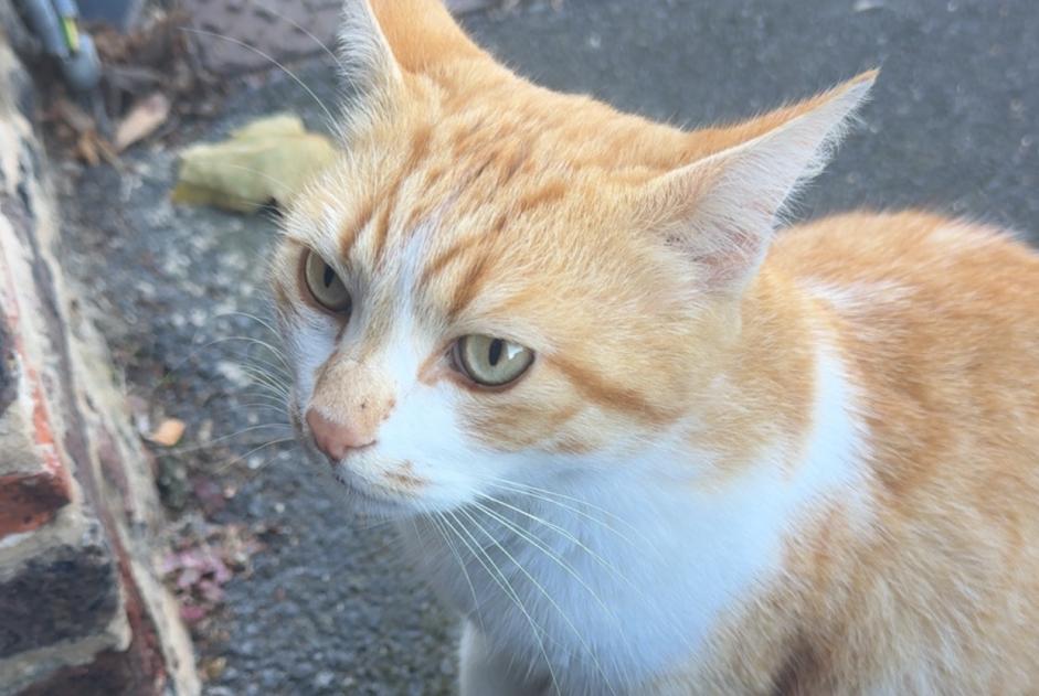 Avviso Ritrovamento Gatto Maschio Saint-Amand-les-Eaux Francia