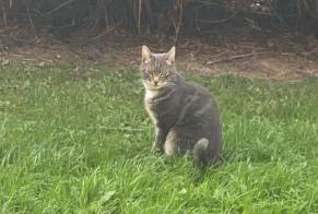 Avviso scomparsa Gatto Maschio, 3 anni Marquette-lez-Lille Francia
