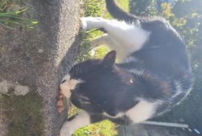Avviso Ritrovamento Gatto Maschio Metz Francia