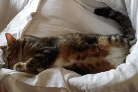 Verdwijningsalarm Kat Vrouwtje , 10 jaar Esvres Frankrijk