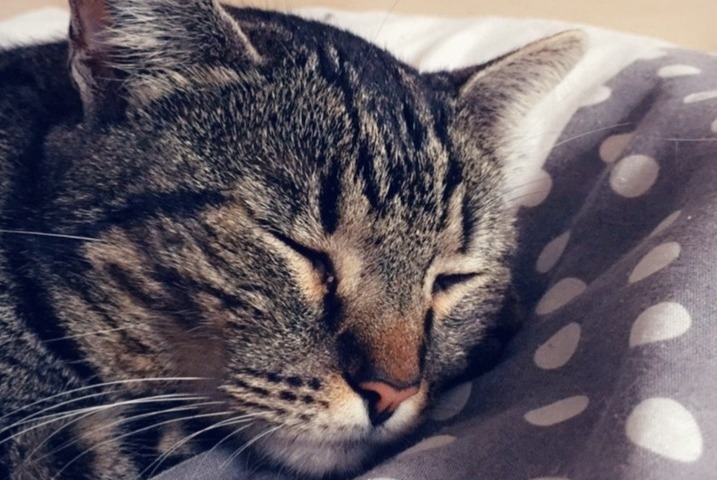 Verdwijningsalarm Kat  Mannetje , 11 jaar Narbonne Frankrijk