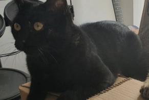 Verdwijningsalarm Kat Mannetje , 6 jaar Guignen Frankrijk