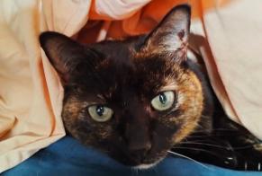 Verdwijningsalarm Kat  Vrouwtje , 12 jaar Perpignan Frankrijk