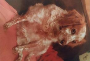 Verdwijningsalarm Hond  Vrouwtje , 13 jaar Montdragon Frankrijk