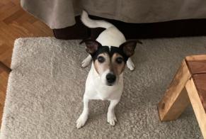 Verdwijningsalarm Hond  Mannetje , 14 jaar Boutigny-sur-Essonne Frankrijk