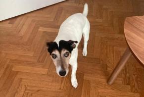 Verdwijningsalarm Hond  Mannetje , 14 jaar Boutigny-sur-Essonne Frankrijk