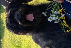 Verdwijningsalarm Hond Vrouwtje, 14 jaar Saint-Prouant Frankrijk