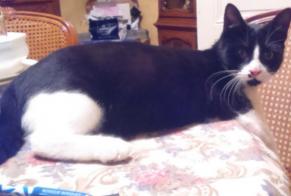 Verdwijningsalarm Kat Mannetje, 8 jaar Évreux Frankrijk