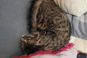 Verdwijningsalarm Kat Mannetje, 1 jaar Saint-Chély-d'Apcher Frankrijk