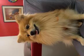 Verdwijningsalarm Hond Mannetje, 11 jaar Paris Frankrijk