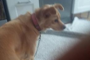 Verdwijningsalarm Hond rassenvermenging Vrouwtje, 11 jaar Saint-Germain-en-Laye Frankrijk