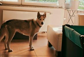 Verdwijningsalarm Hond Vrouwtje, 5 jaar Village-Neuf Frankrijk