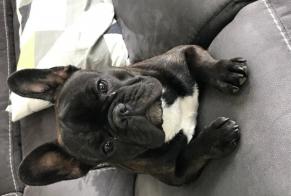 Verdwijningsalarm Hond Vrouwtje, 2 jaar Vignoc Frankrijk