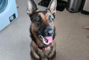 Verdwijningsalarm Hond rassenvermenging Vrouwtje, 2 jaar Courpière Frankrijk