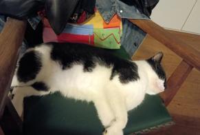 Verdwijningsalarm Kat Mannetje , 6 jaar Saint-André-lez-Lille Frankrijk