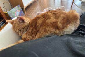 Verdwijningsalarm Kat Mannetje , 18 jaar Poissy Frankrijk