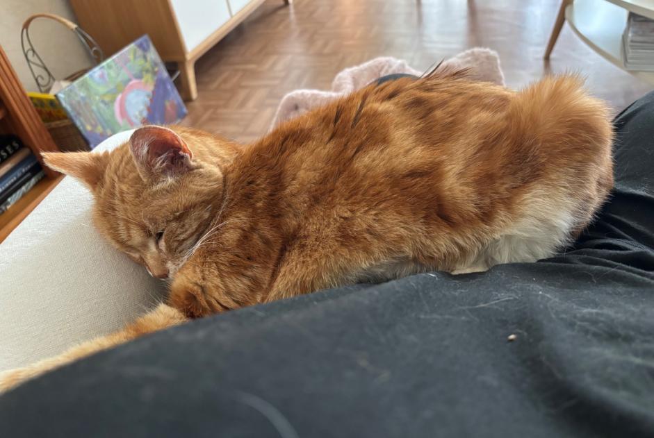 Verdwijningsalarm Kat Mannetje , 18 jaar Poissy Frankrijk