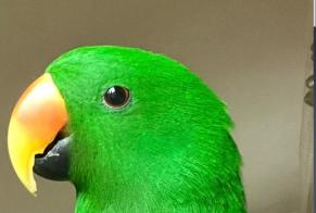 Verdwijningsalarm Vogel Mannetje , 2026 jaar Folgensbourg Frankrijk