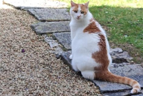 Verdwijningsalarm Kat  Mannetje , 12 jaar Ouistreham Frankrijk