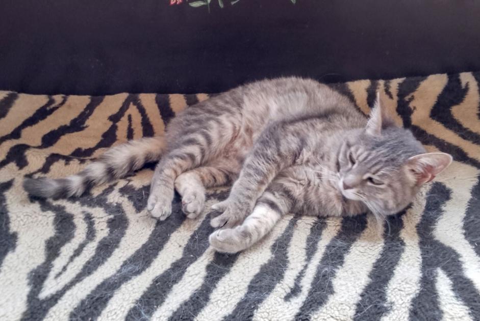 Verdwijningsalarm Kat rassenvermenging Vrouwtje , 2 jaar Saint-Victor-la-Rivière Frankrijk