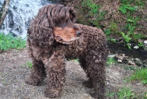 Verdwijningsalarm Hond  Vrouwtje , 6 jaar Guémené-Penfao Frankrijk