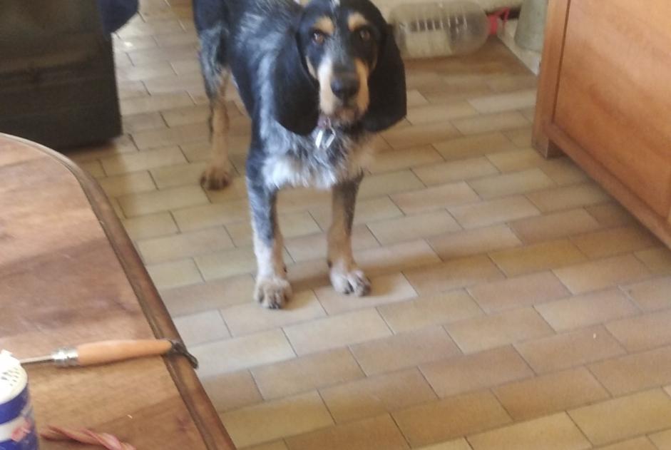 Verdwijningsalarm Hond  Mannetje , 2 jaar Quillan Frankrijk