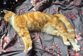 Verdwijningsalarm Kat  Mannetje , 1 jaar Ballancourt-sur-Essonne Frankrijk