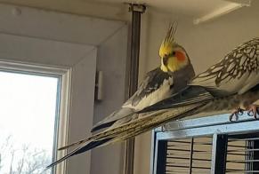 Verdwijningsalarm Vogel Mannetje , 2026 jaar Angers Frankrijk