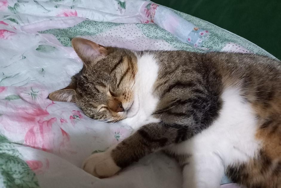 Verdwijningsalarm Kat rassenvermenging Vrouwtje , 8 jaar Connerré Frankrijk